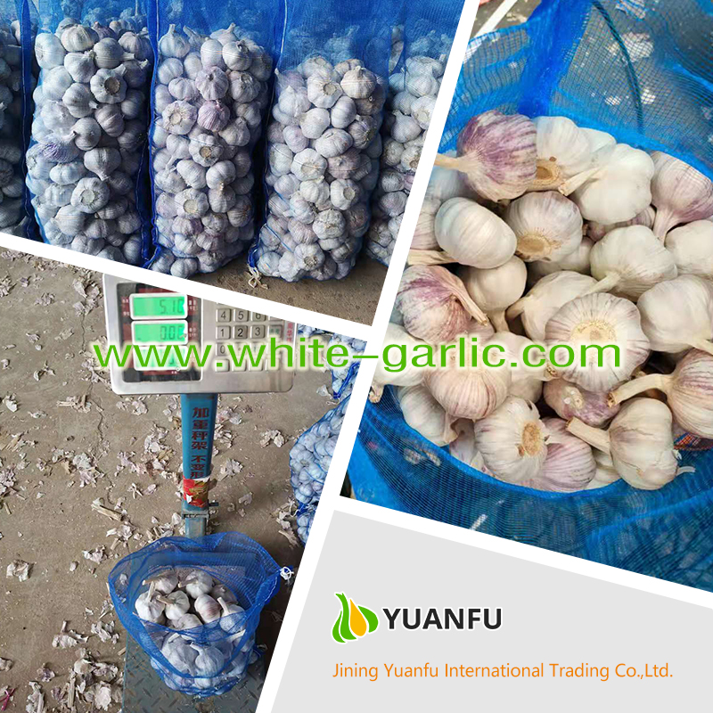 garlic sellers garlic sellers